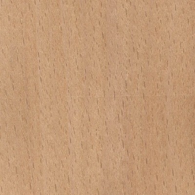 비취 (Beech) 특수목, 너도밤나무